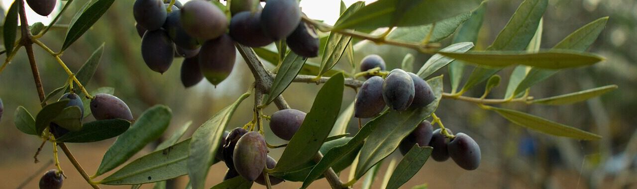 a pile of green and black olives sitting on top of each other